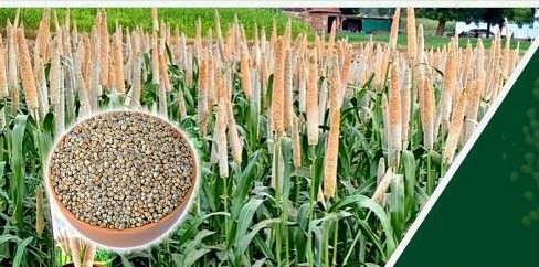 Hybrid Bajri field