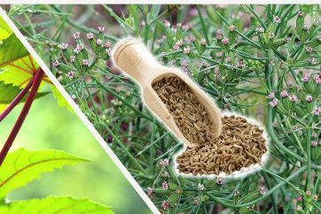 Research Cumin field