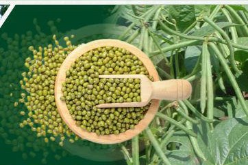 Moong · Urad · Til field