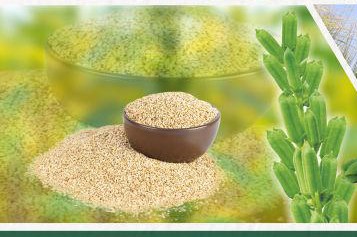 Research Mustard field