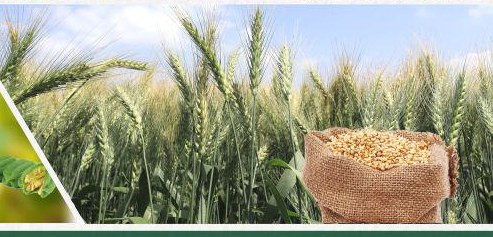 Wheat field with harvested grain