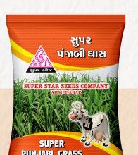 Super Punjabi Grass fodder seed pack